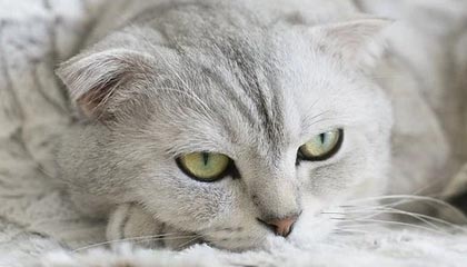 宁波2026年最新杭州高端商务伴游招聘网渠道分享(最方便真实的宁波茉莉伴游伴游天下全国联盟方法)