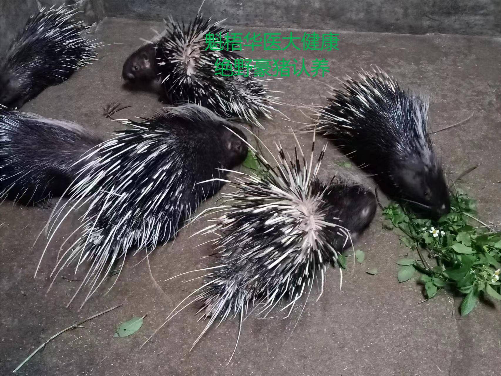 最新豪猪回收商家方法分析(最方便真实的宁波豪猪卖去什么地方方法)